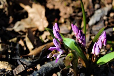 Scilla kladnii - ladoňka karpatská - květ s opylovačem
